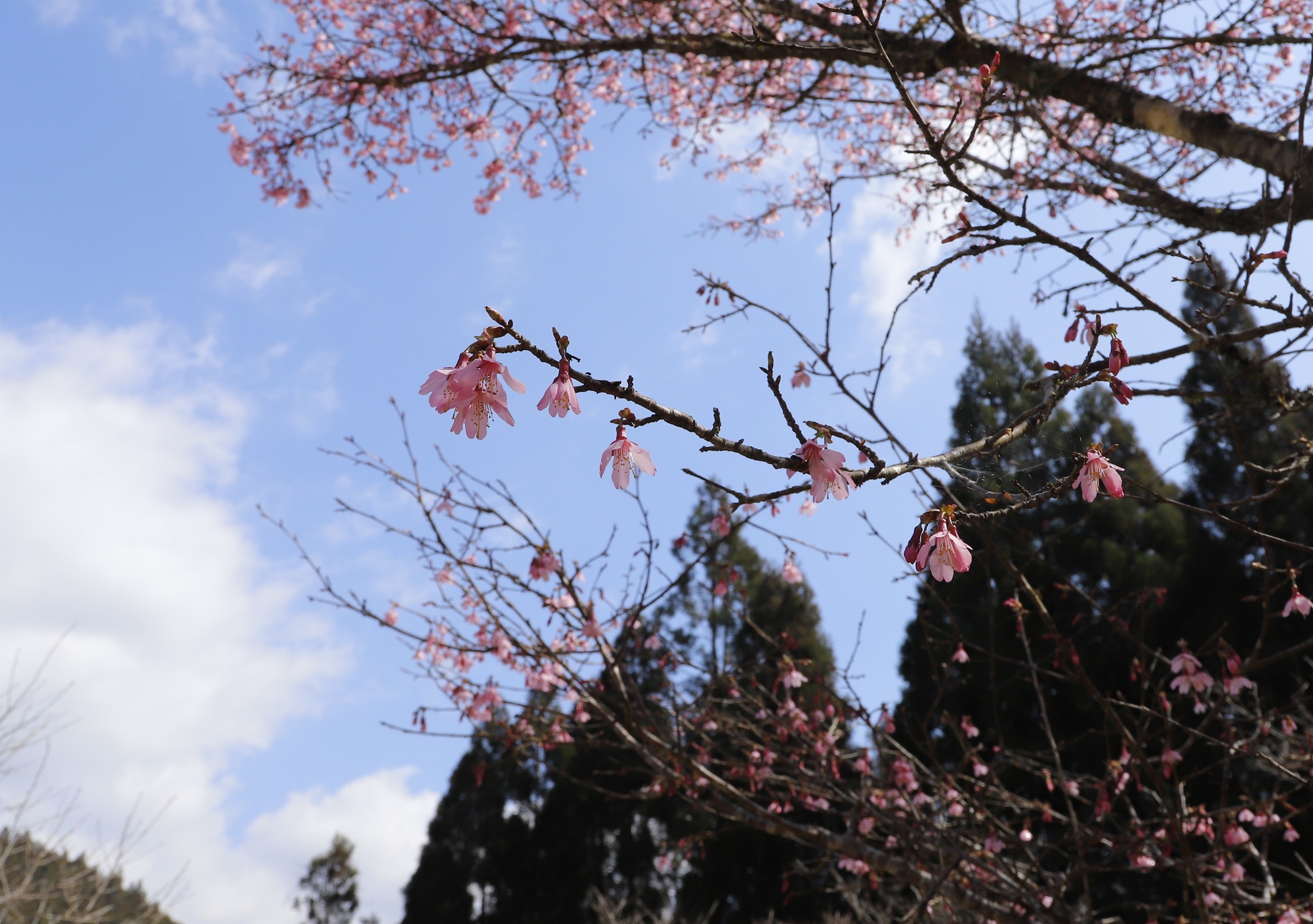 _MG_6397（桜図鑑園・オカメアップ）縮小