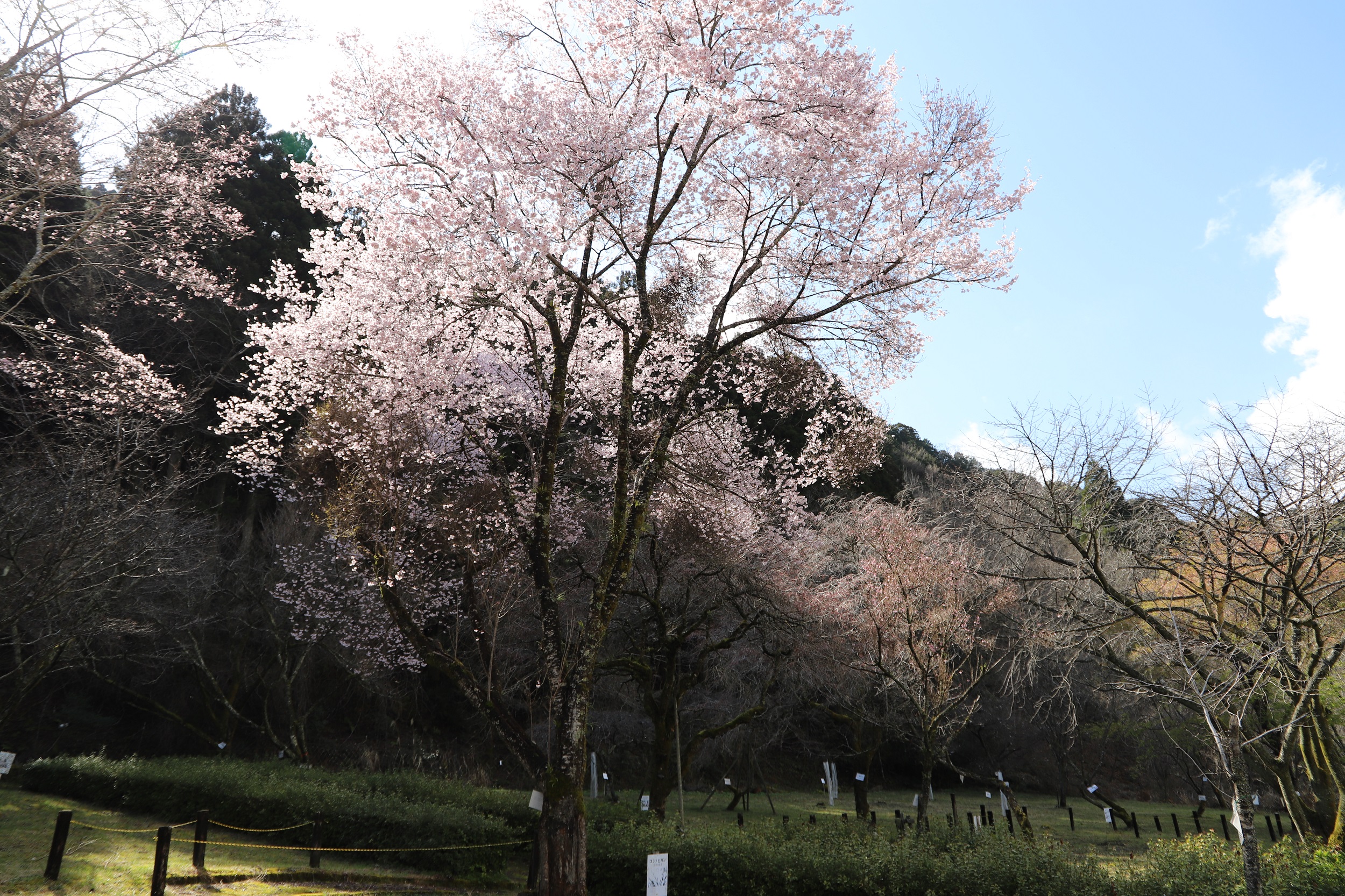 2026.3.19　越の彼岸全体