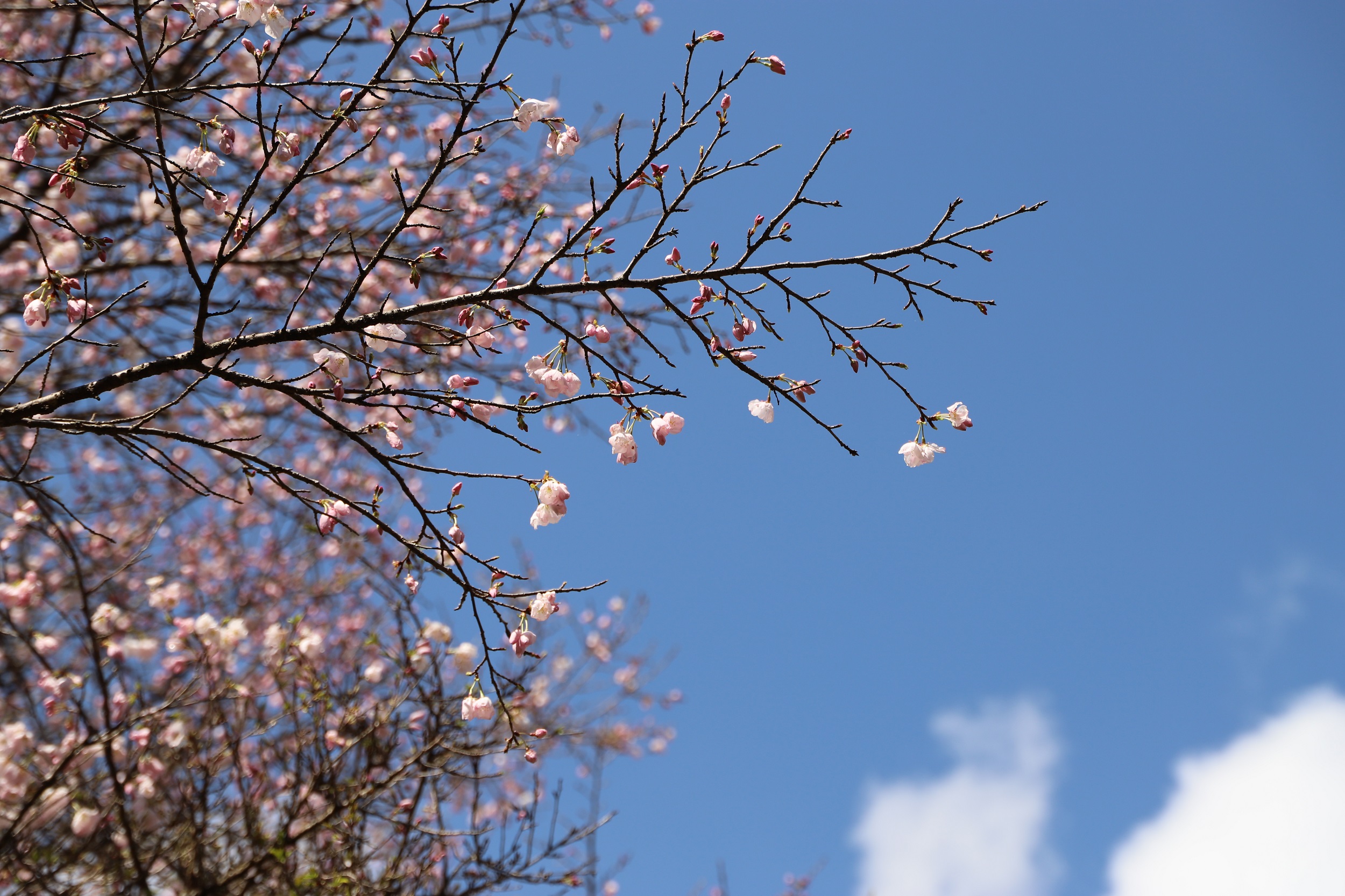 2026.3.19　太田桜アップ