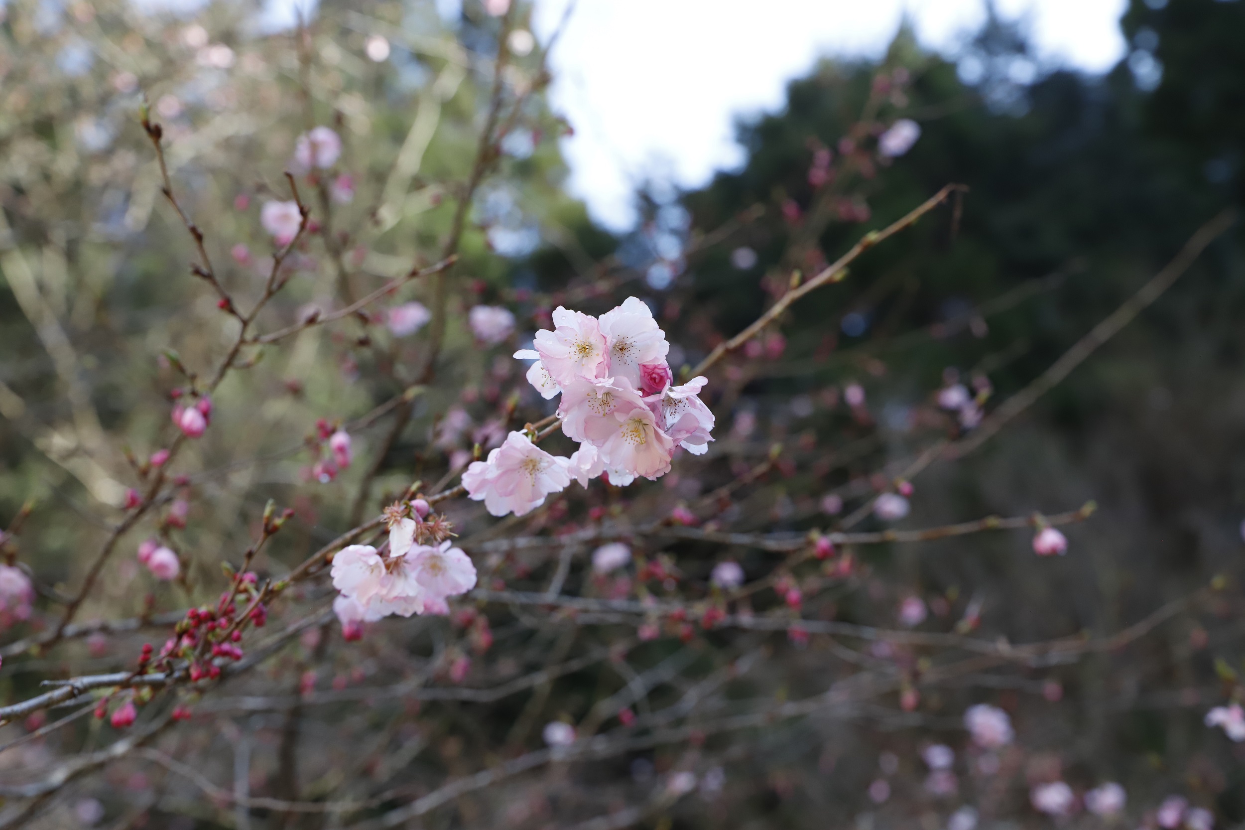 2026.3.19　アーコレードアップ