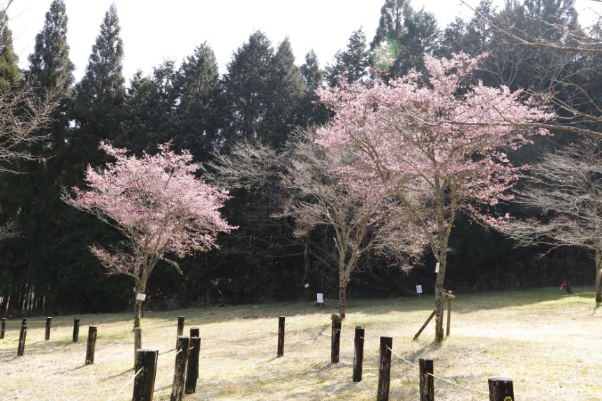 _MG_6395（桜図鑑園・オカメ）縮小