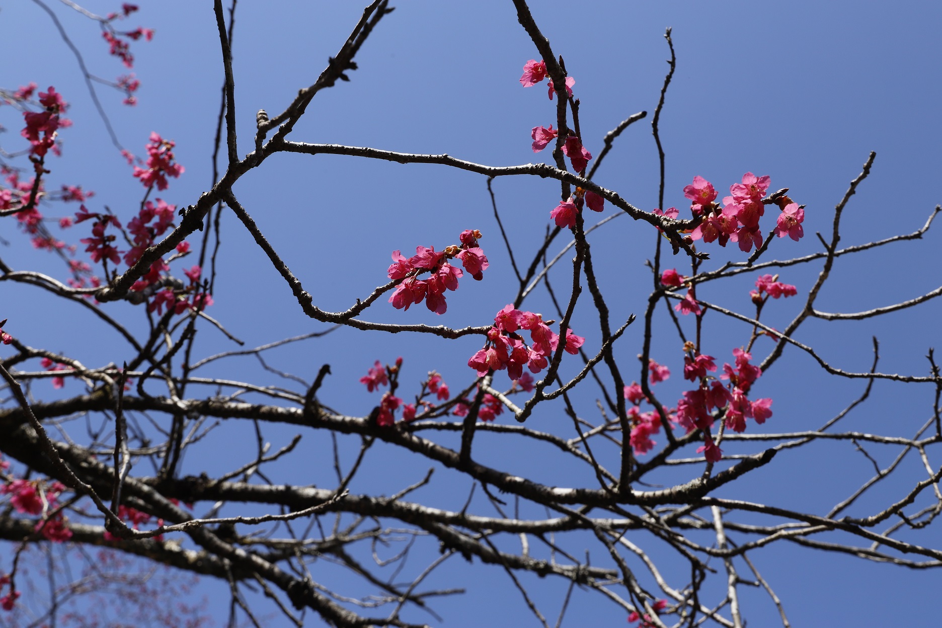 _MG_6411（桜図鑑園・寒緋桜アップ）縮小