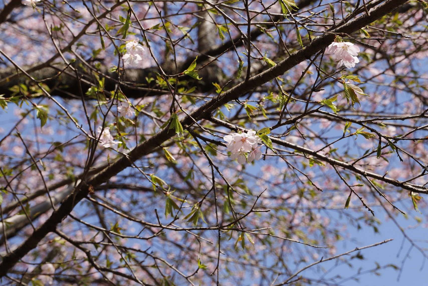 _MG_6389（桜図鑑園・大漁桜アップ）縮小