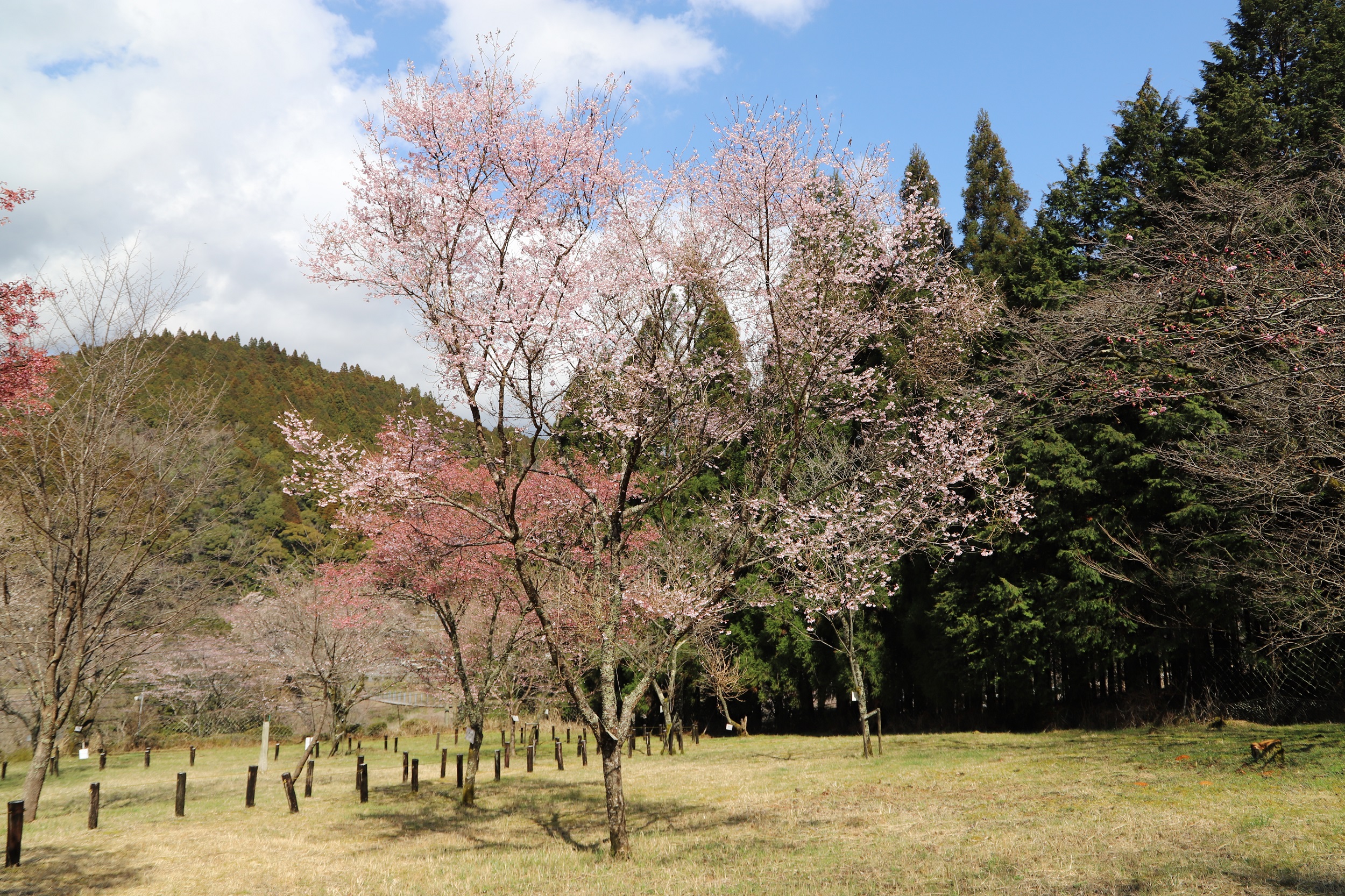 2026.3.19　小彼岸全体