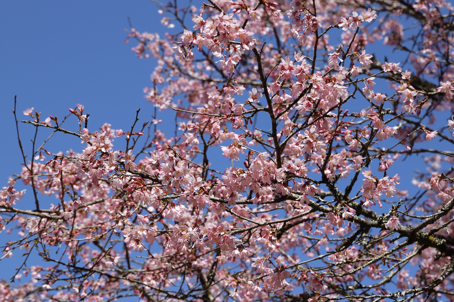 20260310オカメアップ