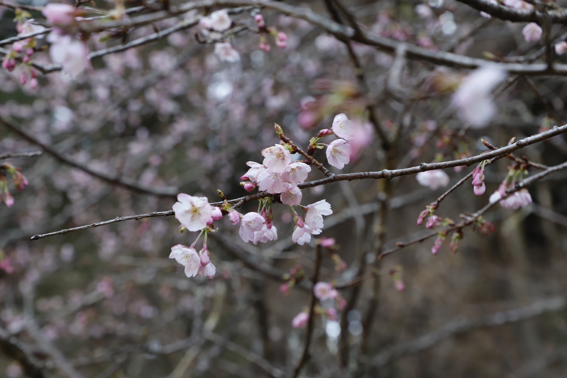 20260310大寒桜アップ