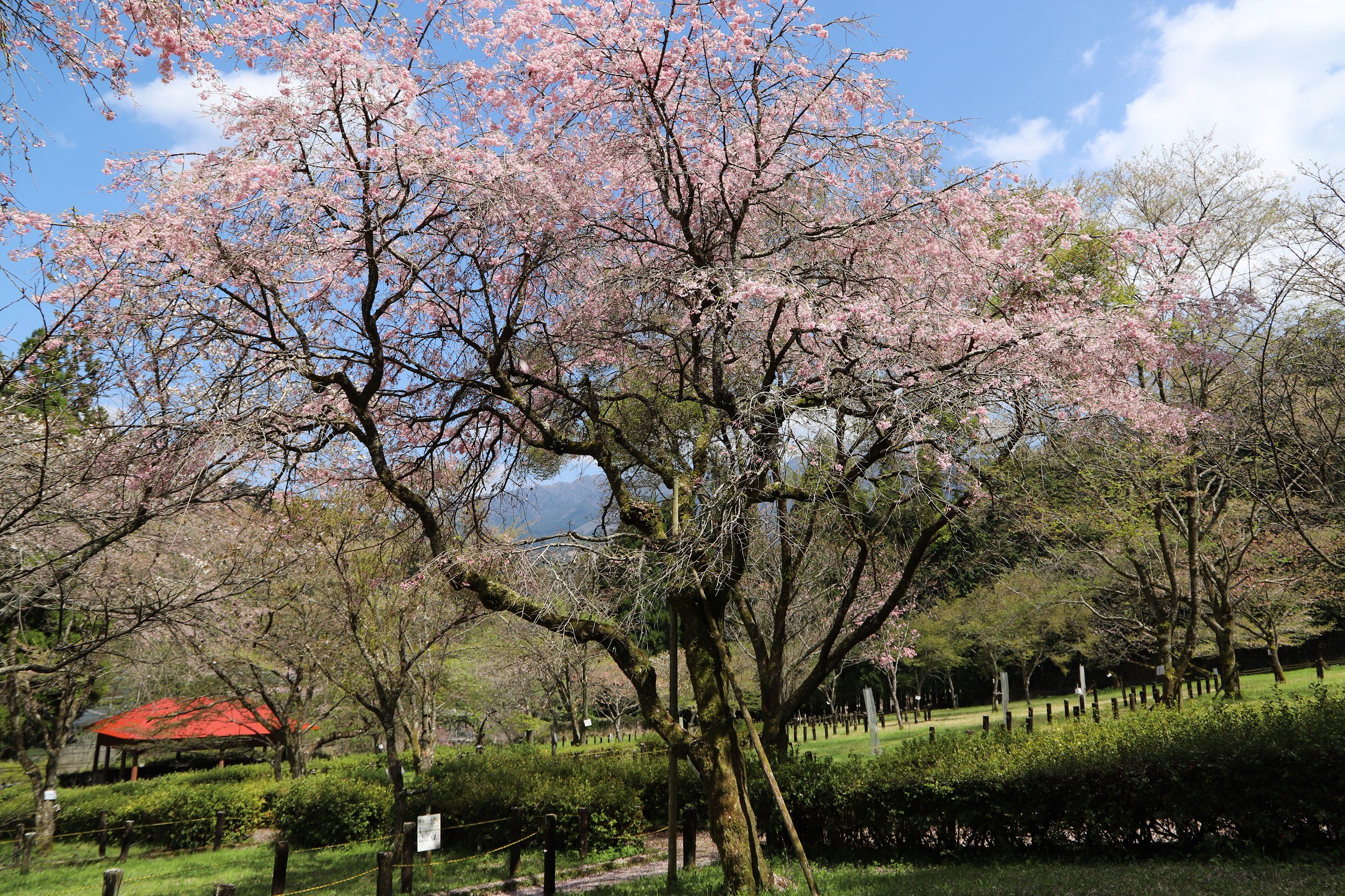 20260402八重紅枝垂全体