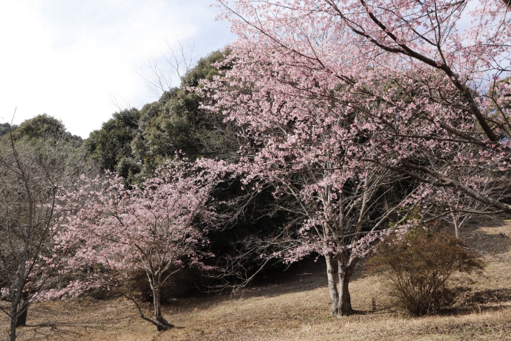 _MG_6440（ほいほい広場）桜縮小