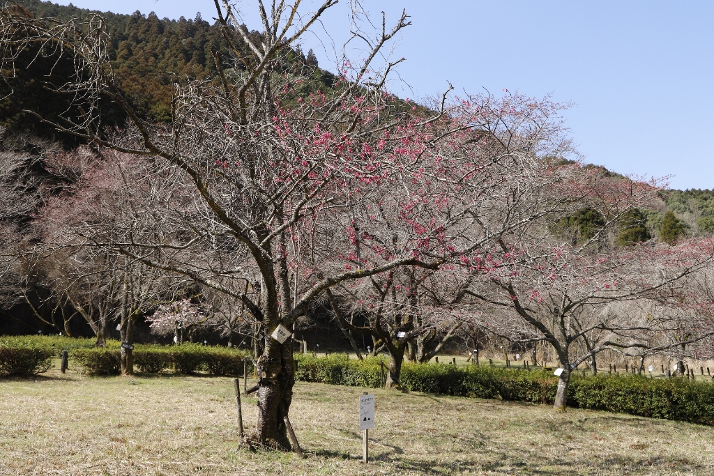 _MG_6409（桜図鑑園・寒緋桜）縮小