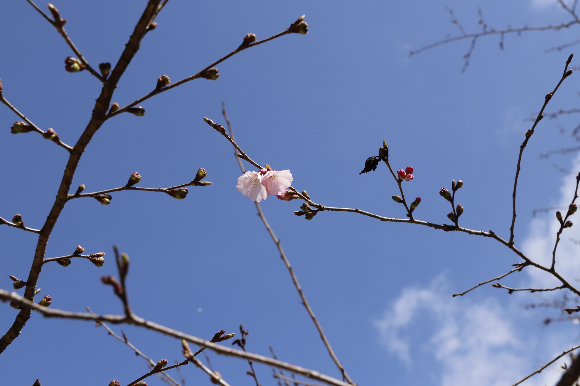 _MG_6405（桜図鑑園・アーコレードアップ）縮小