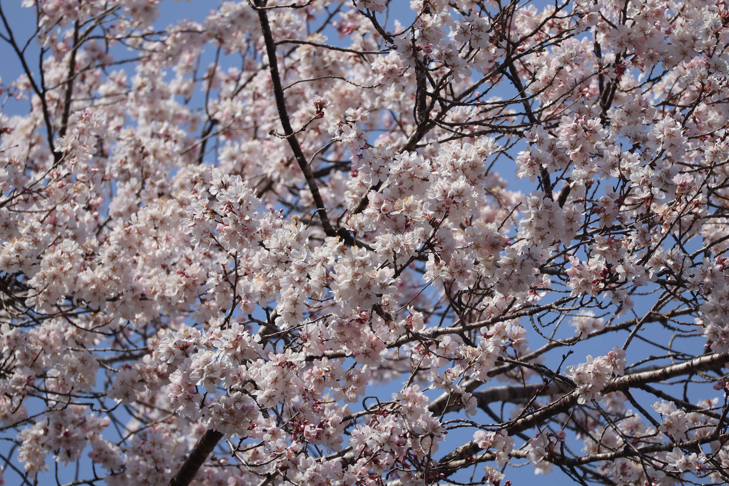 R8.3.16越の彼岸アップ