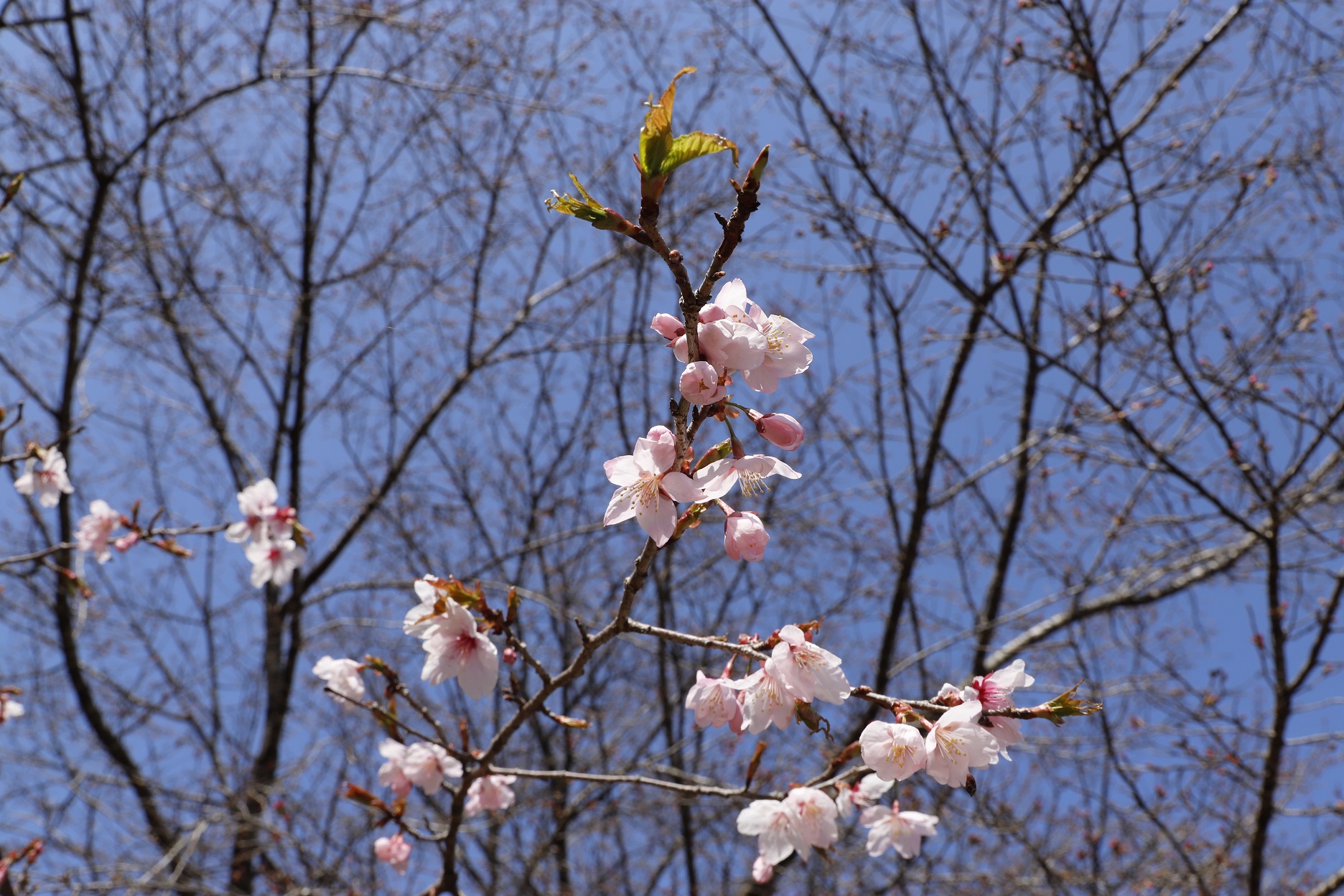 _MG_6421（桜図鑑園・王昭君）縮小