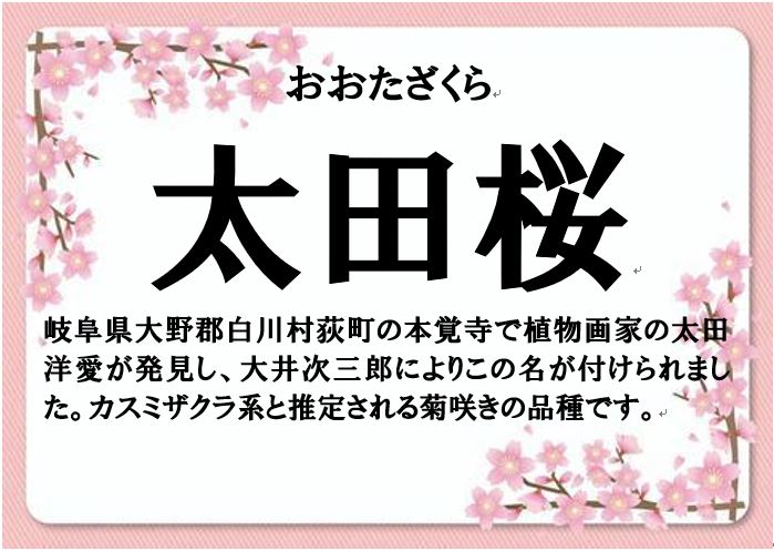太田桜