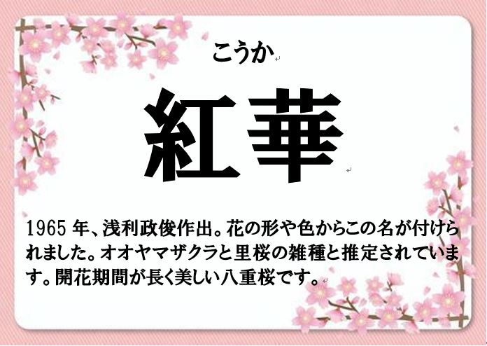 紅華