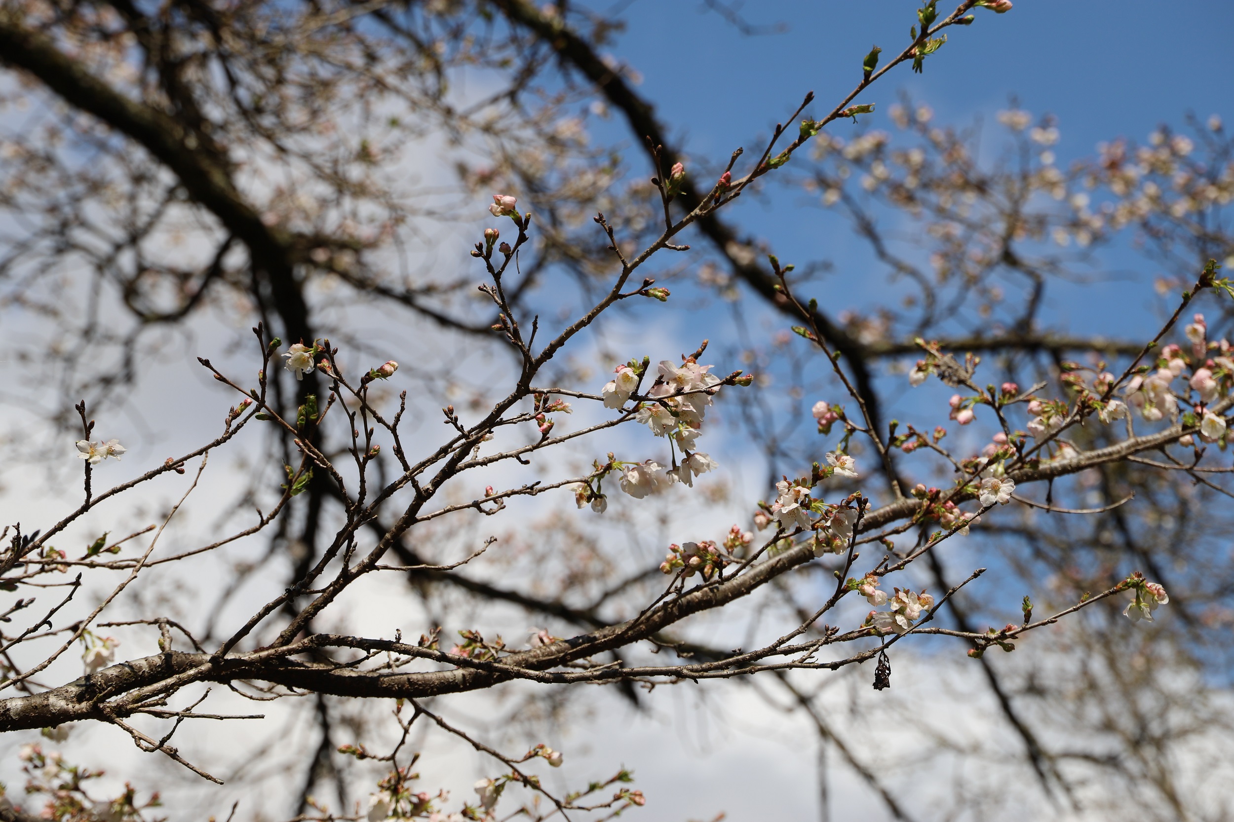 2026.3.19　昭和桜アップ