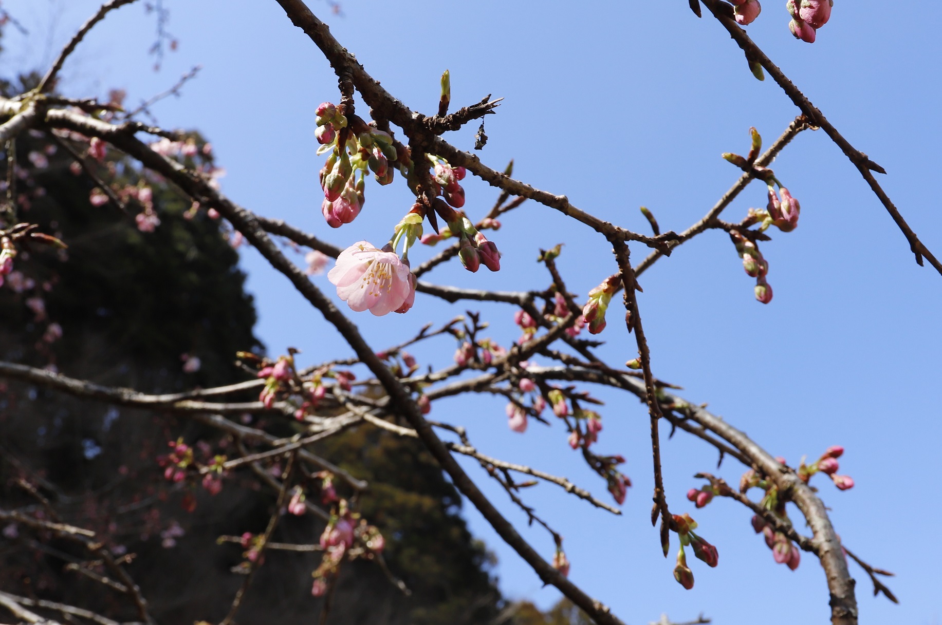 _MG_6401（桜図鑑園・大寒桜アップ）縮小