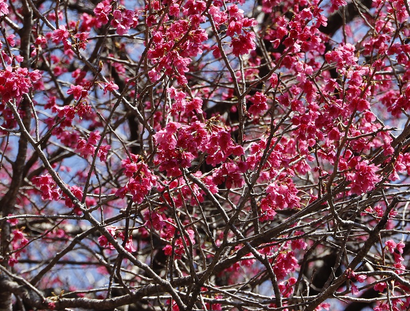 20260310水上学園桜アップ
