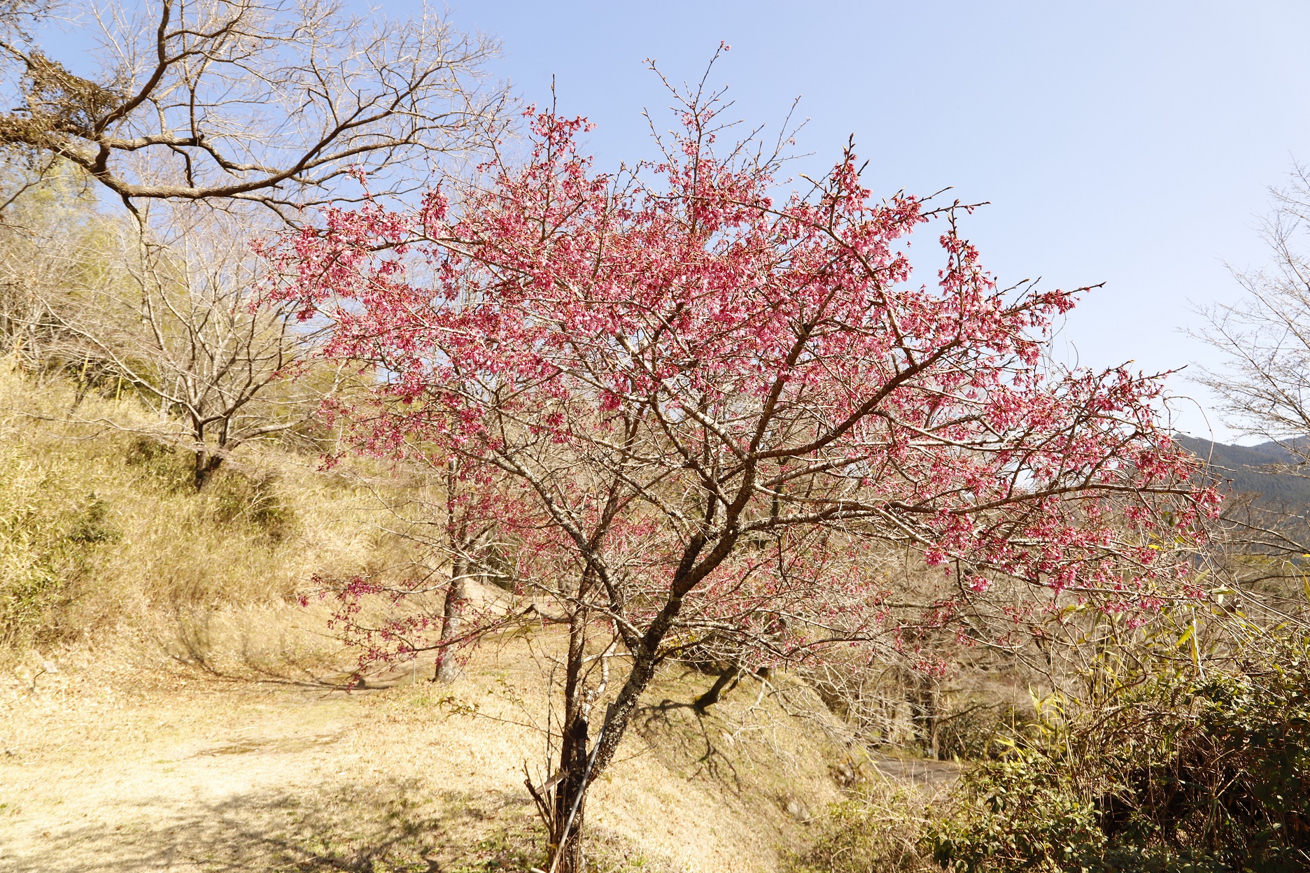 20260310ニチナンカンザキ