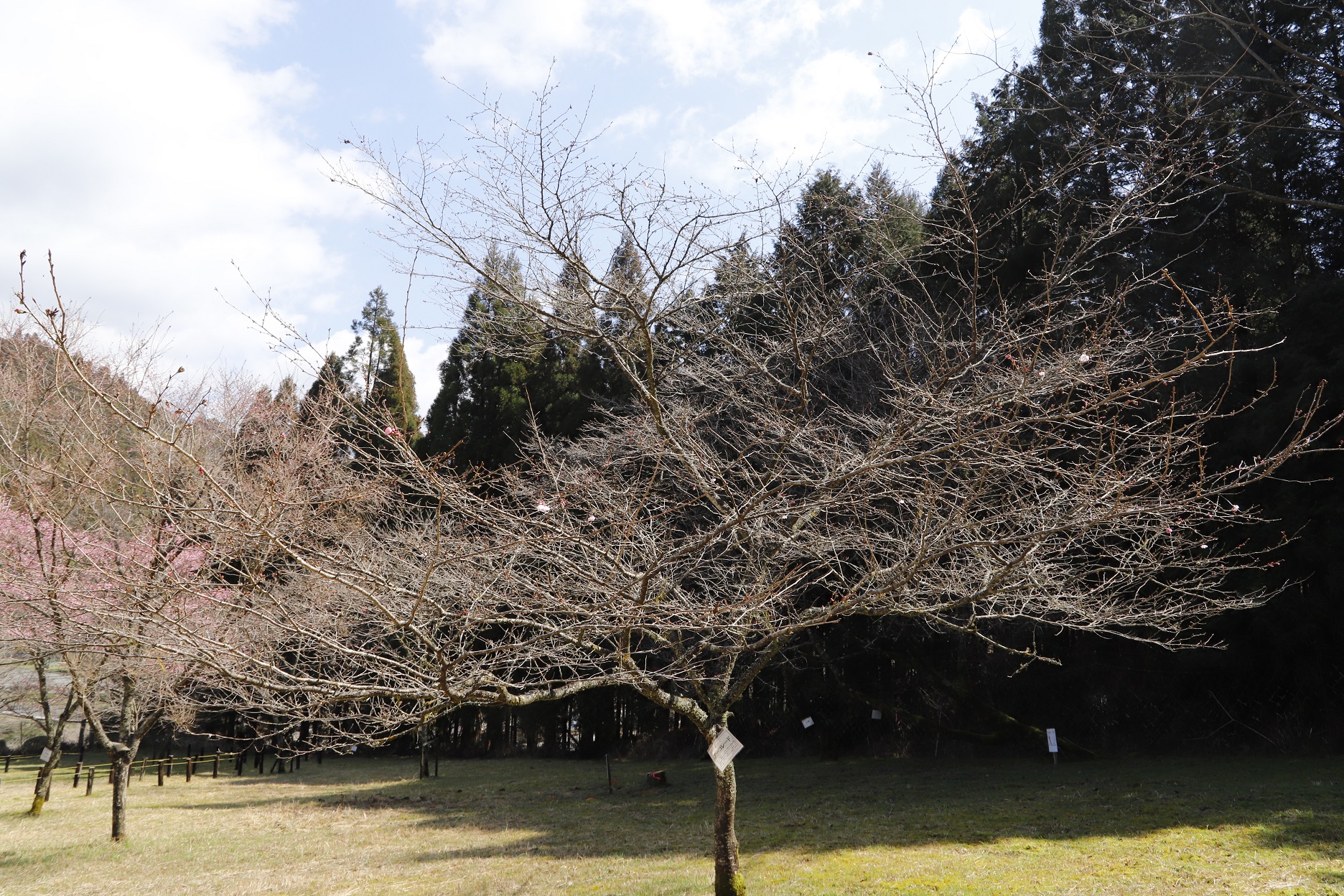 _MG_6404（桜図鑑園・アーコレード）縮小
