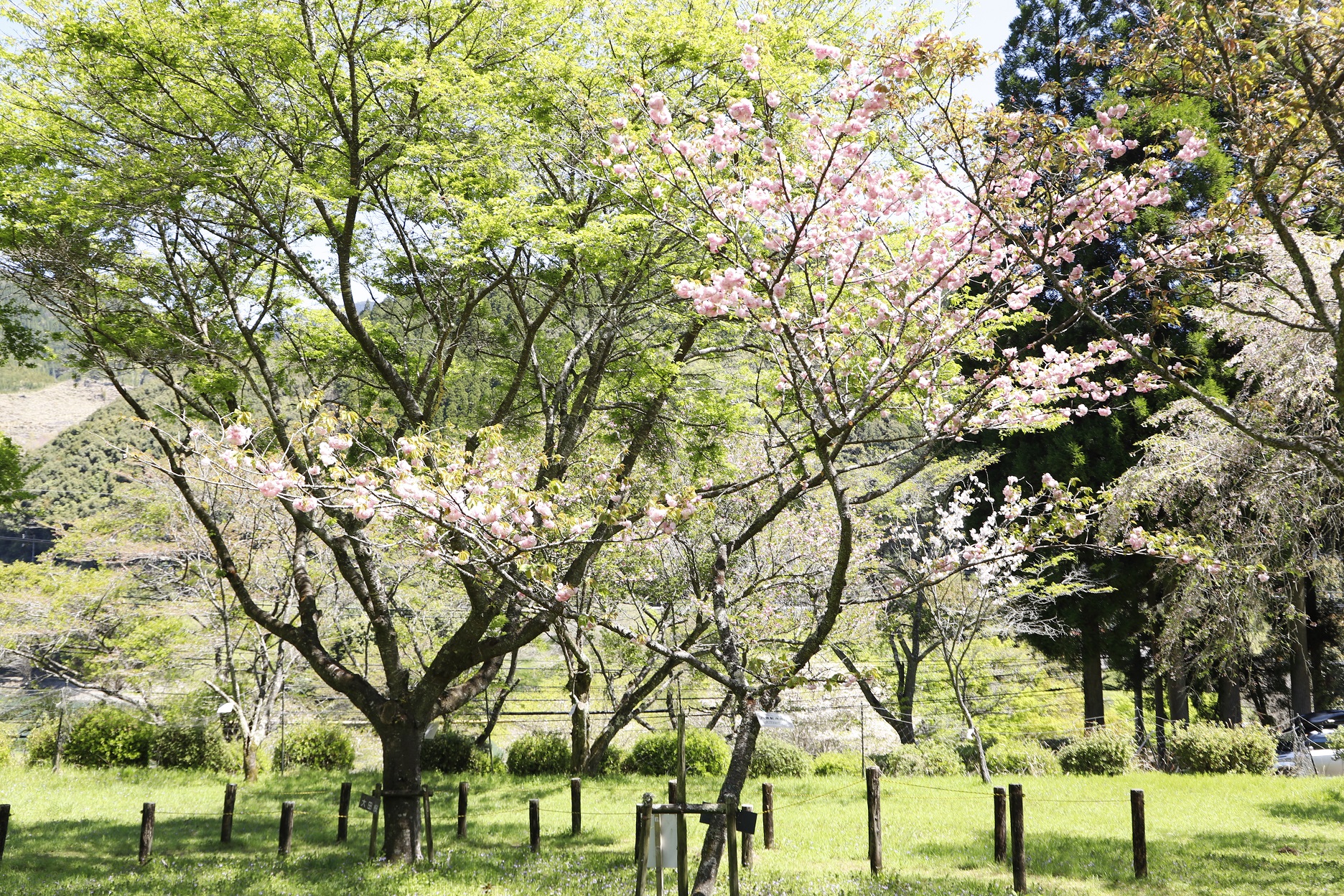 20260408　八重紅虎の尾（引き）縮小