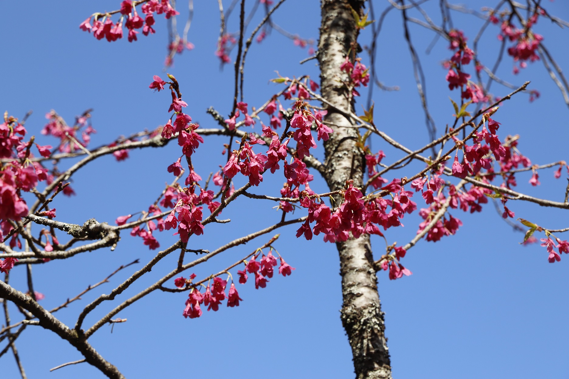 20260310寒緋桜アップ