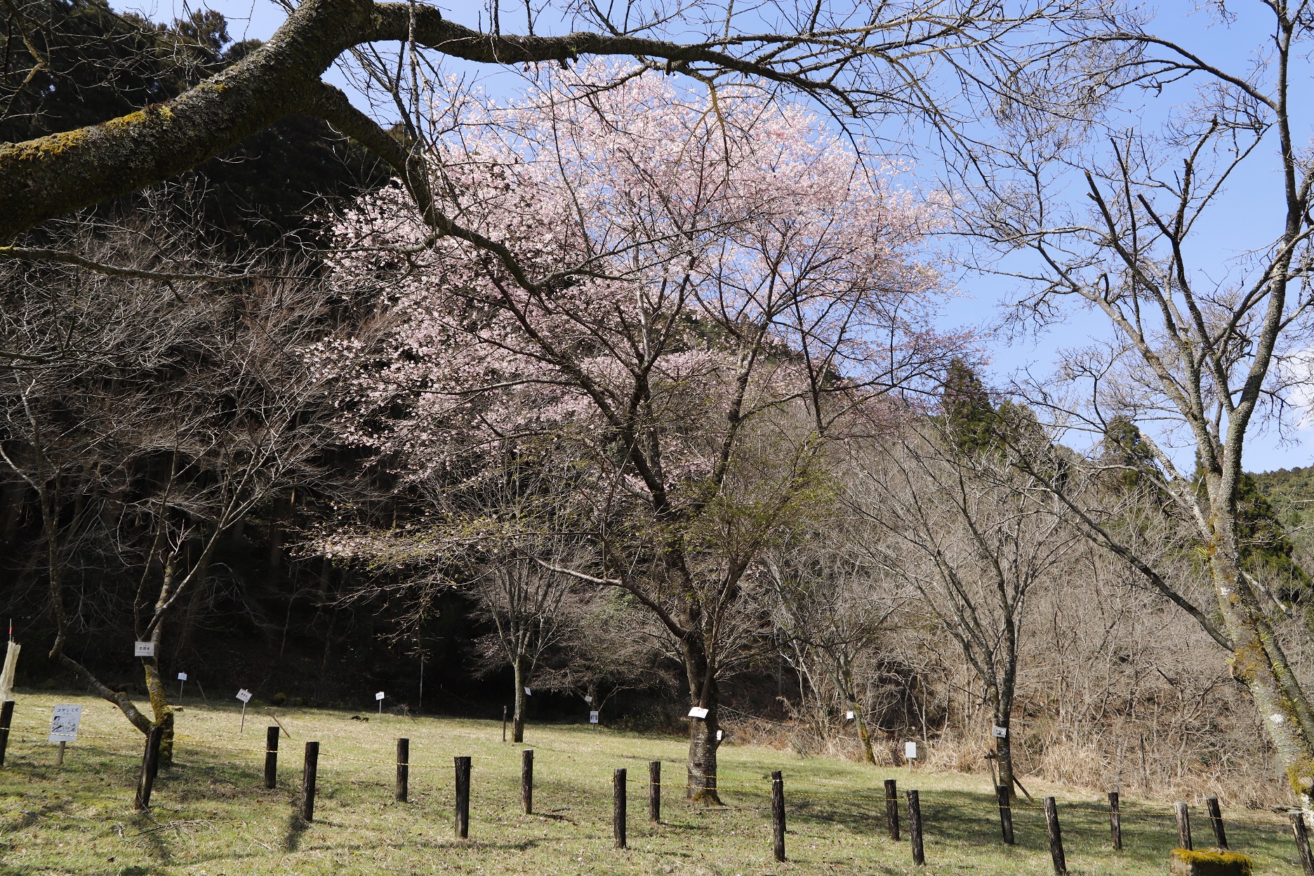_MG_6388（桜図鑑園・大漁桜）縮小