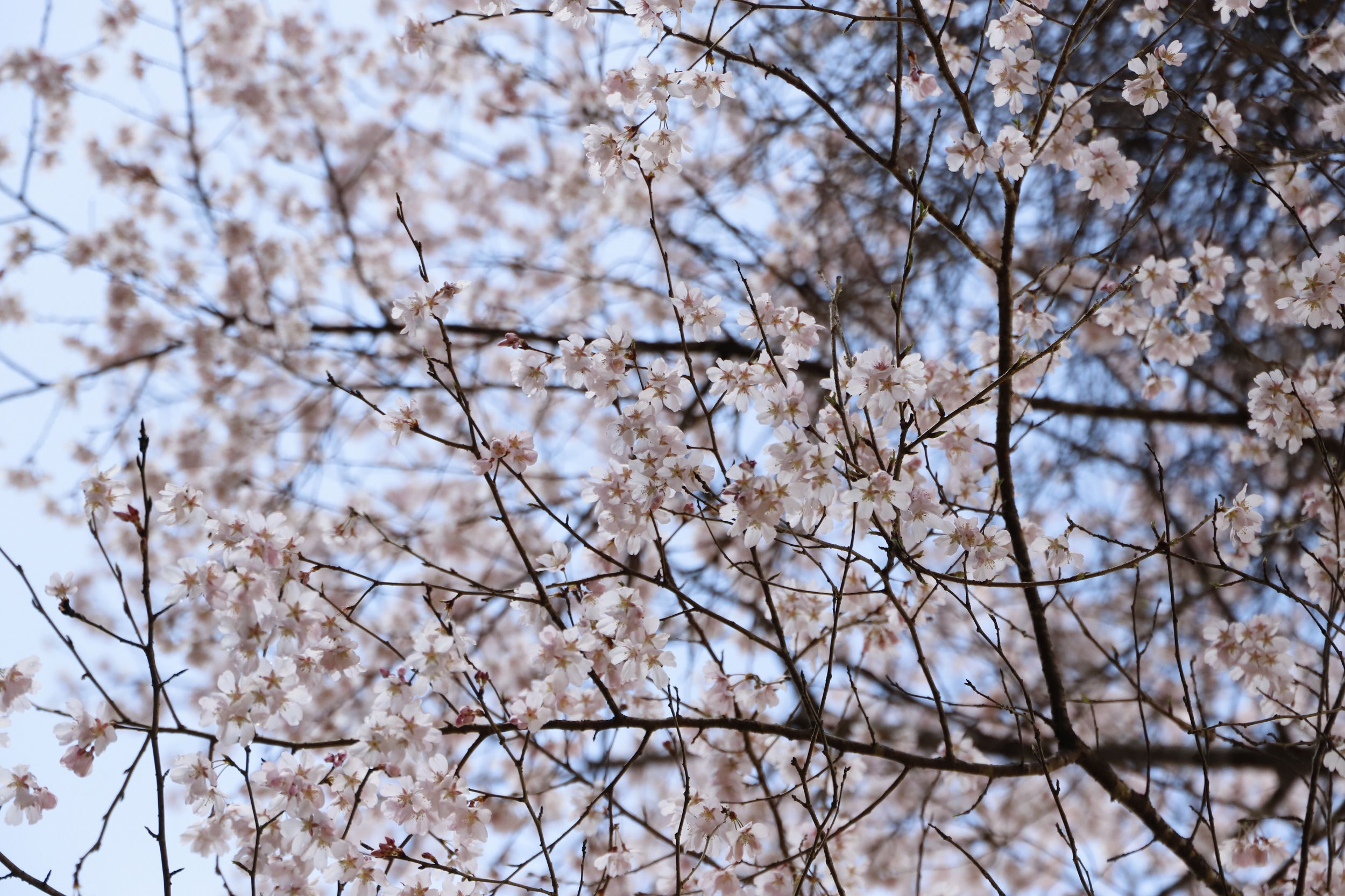 2026.3.19　越の彼岸アップ