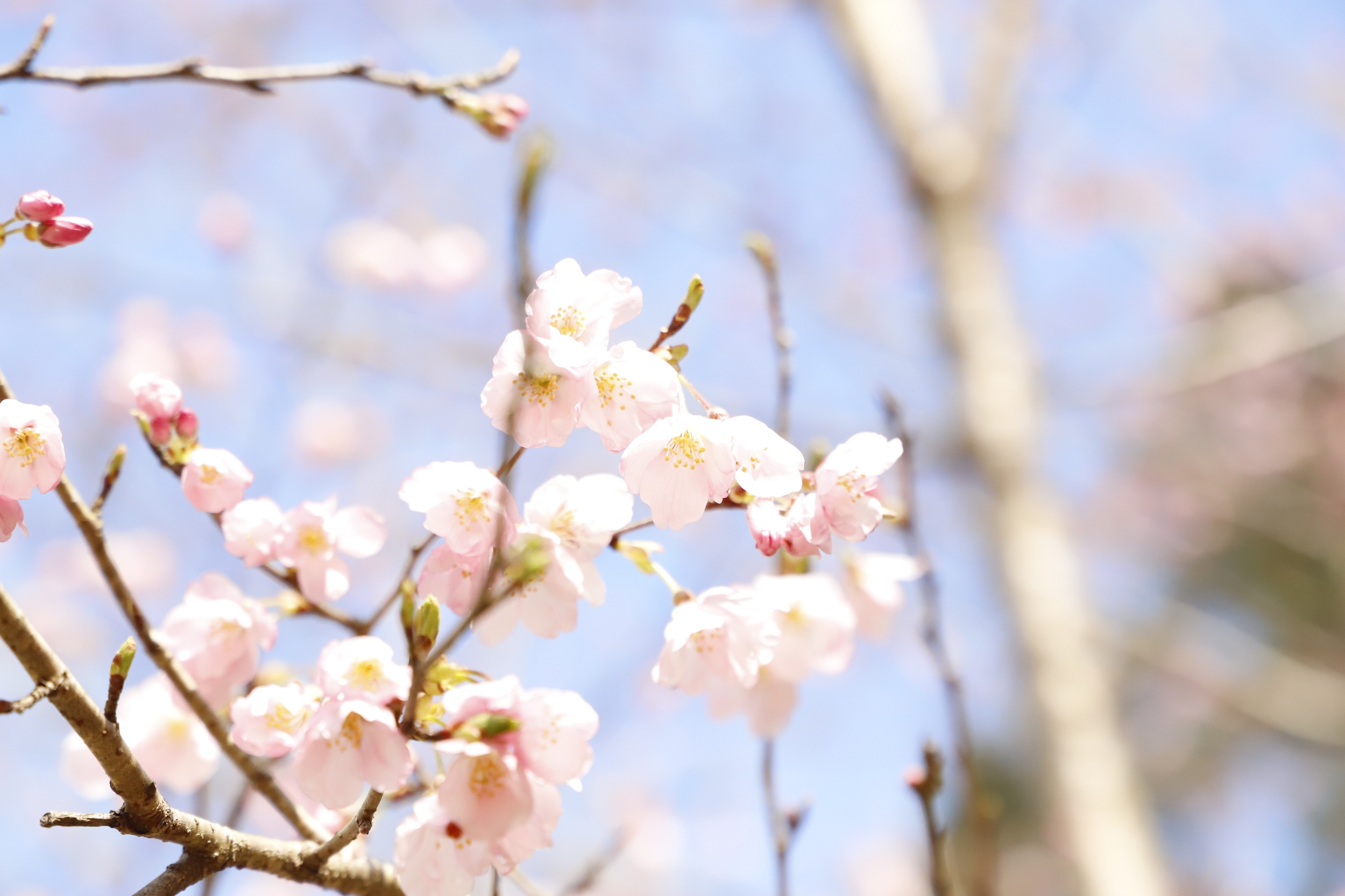 2026.3.19　永源寺アップ