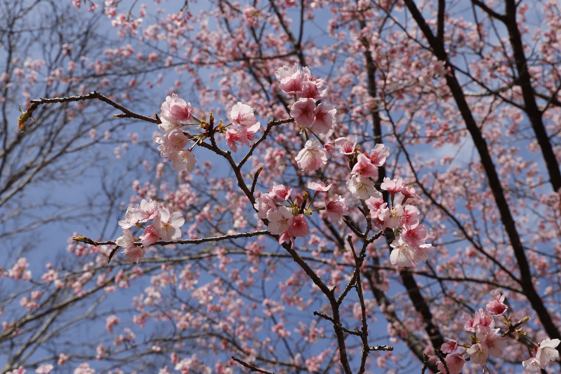 _MG_6441（ほいほい広場）桜アップ縮小