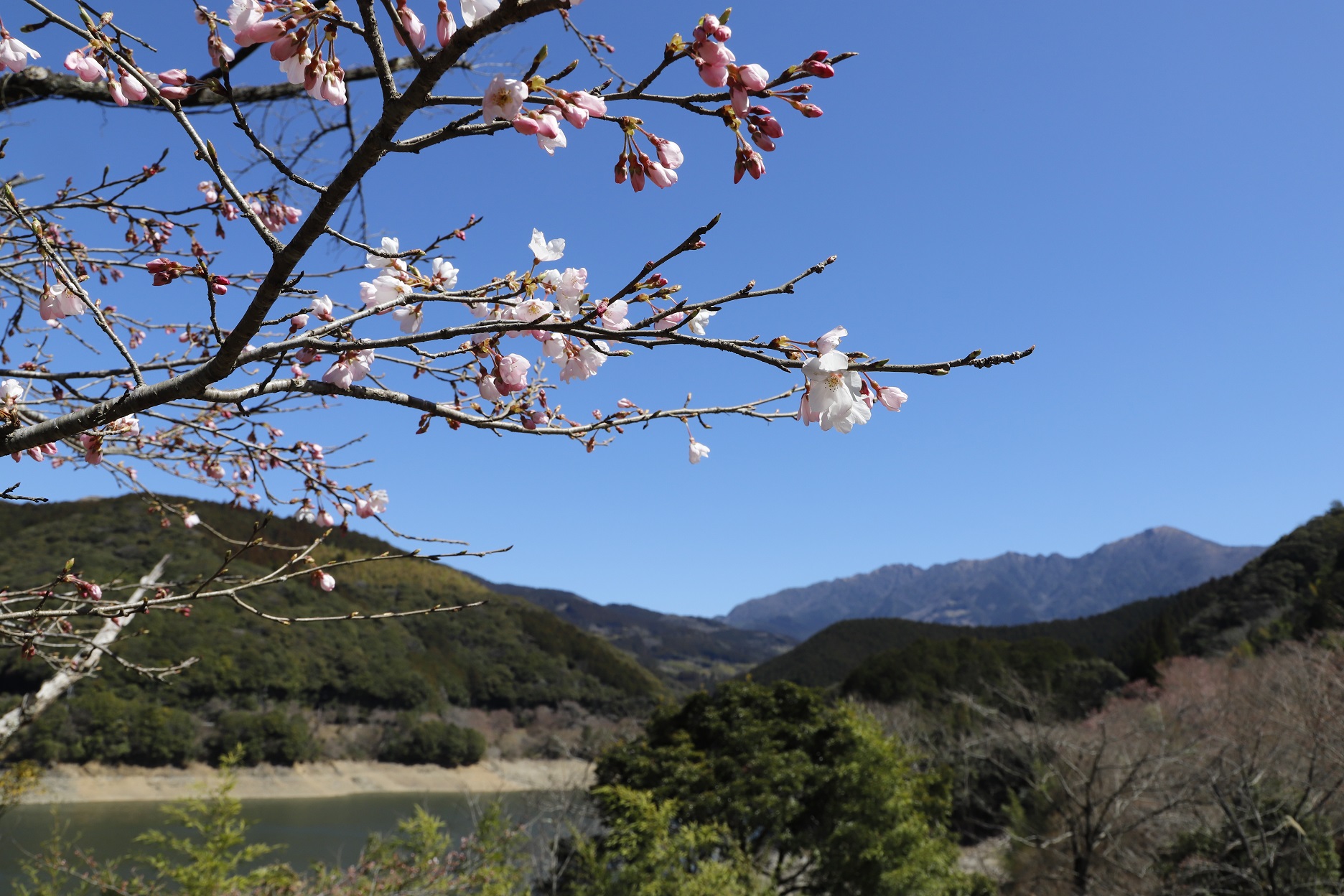 20260314市房ダムと市房山と桜（縮小）