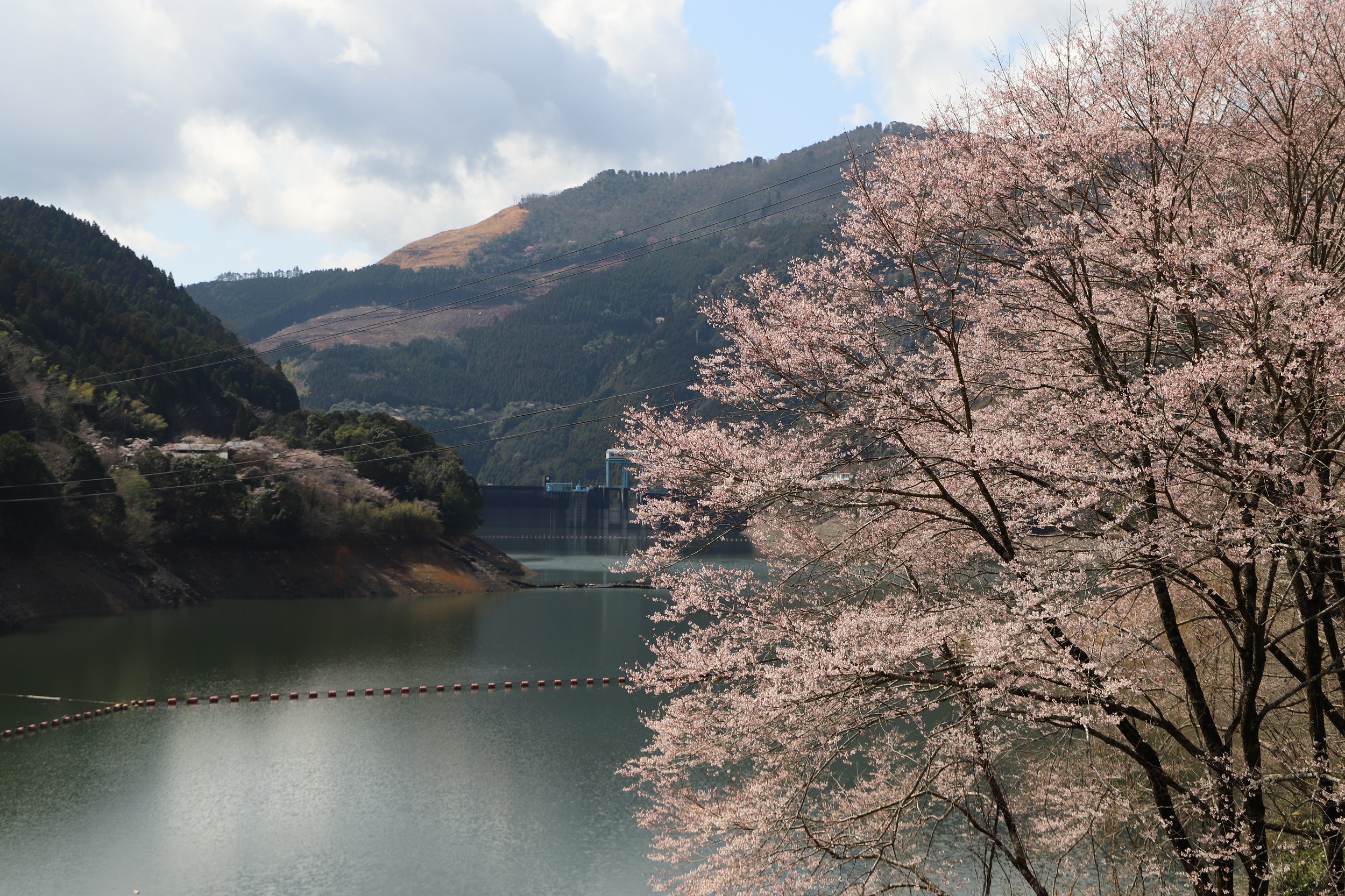 2026.3.19　市房ダム楊貴妃橋付近