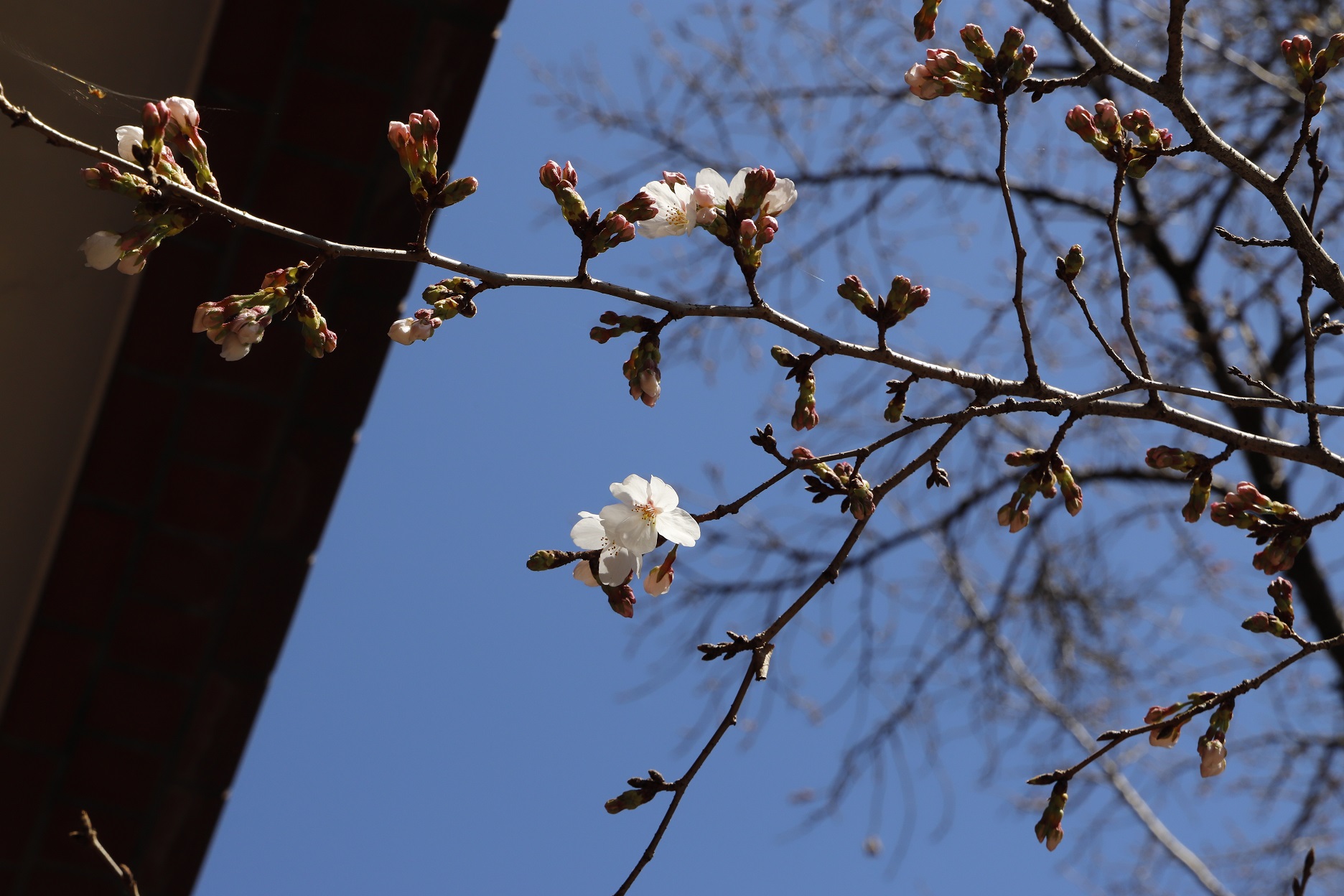 20260314標本木アップ（縮小）