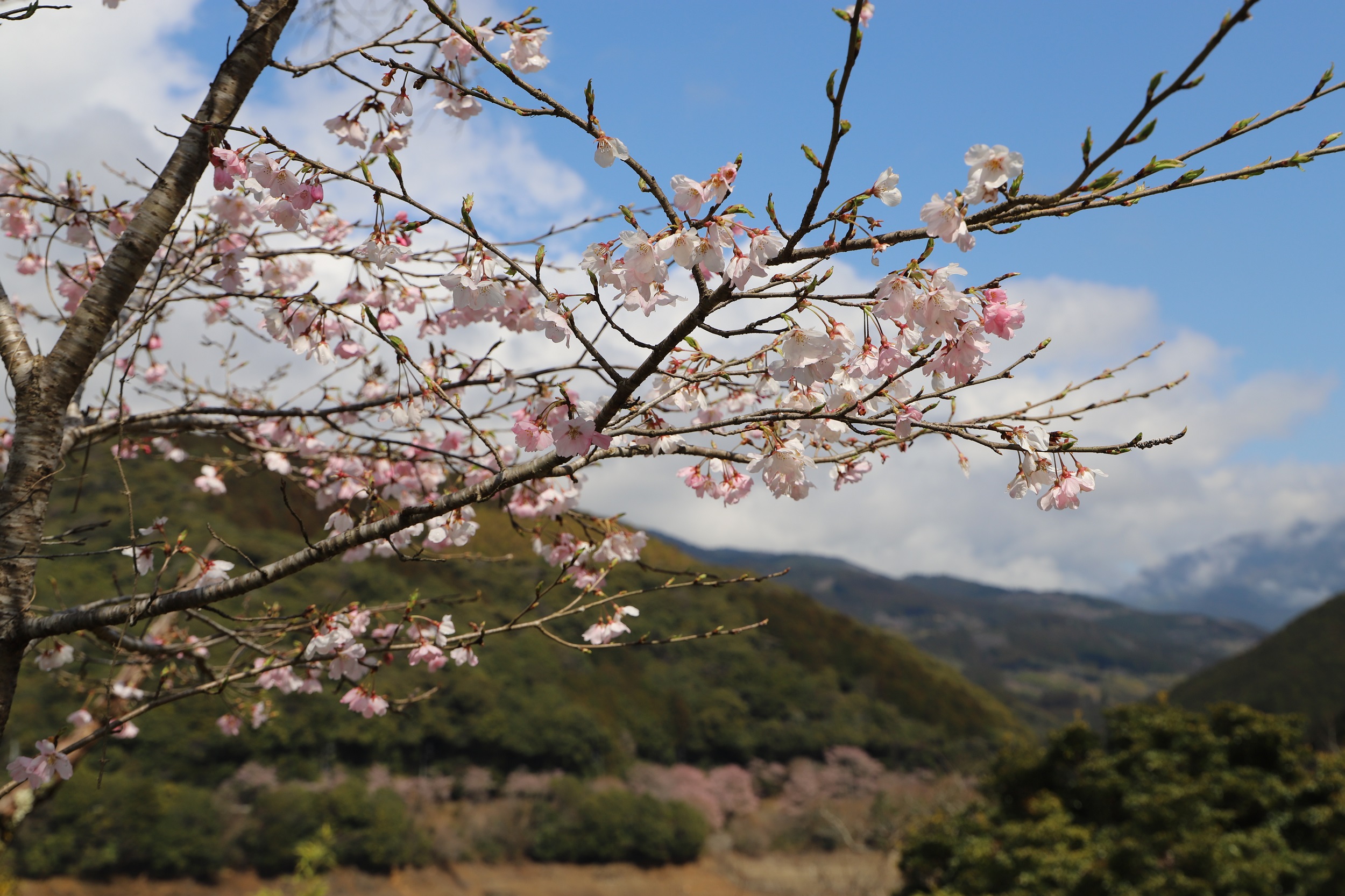 2026.3.19　桜アップ