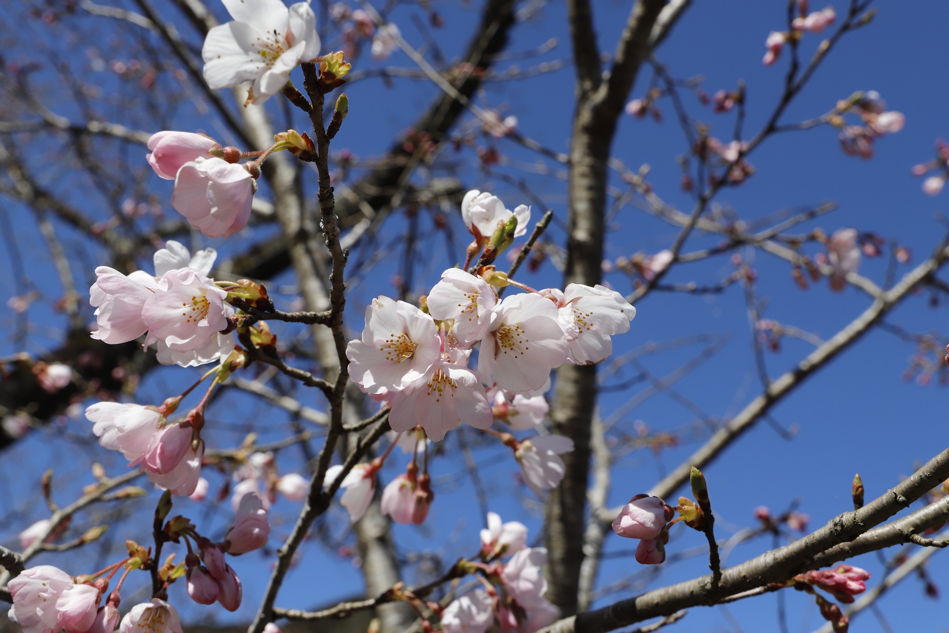 20260314ダム桜アップ（縮小）