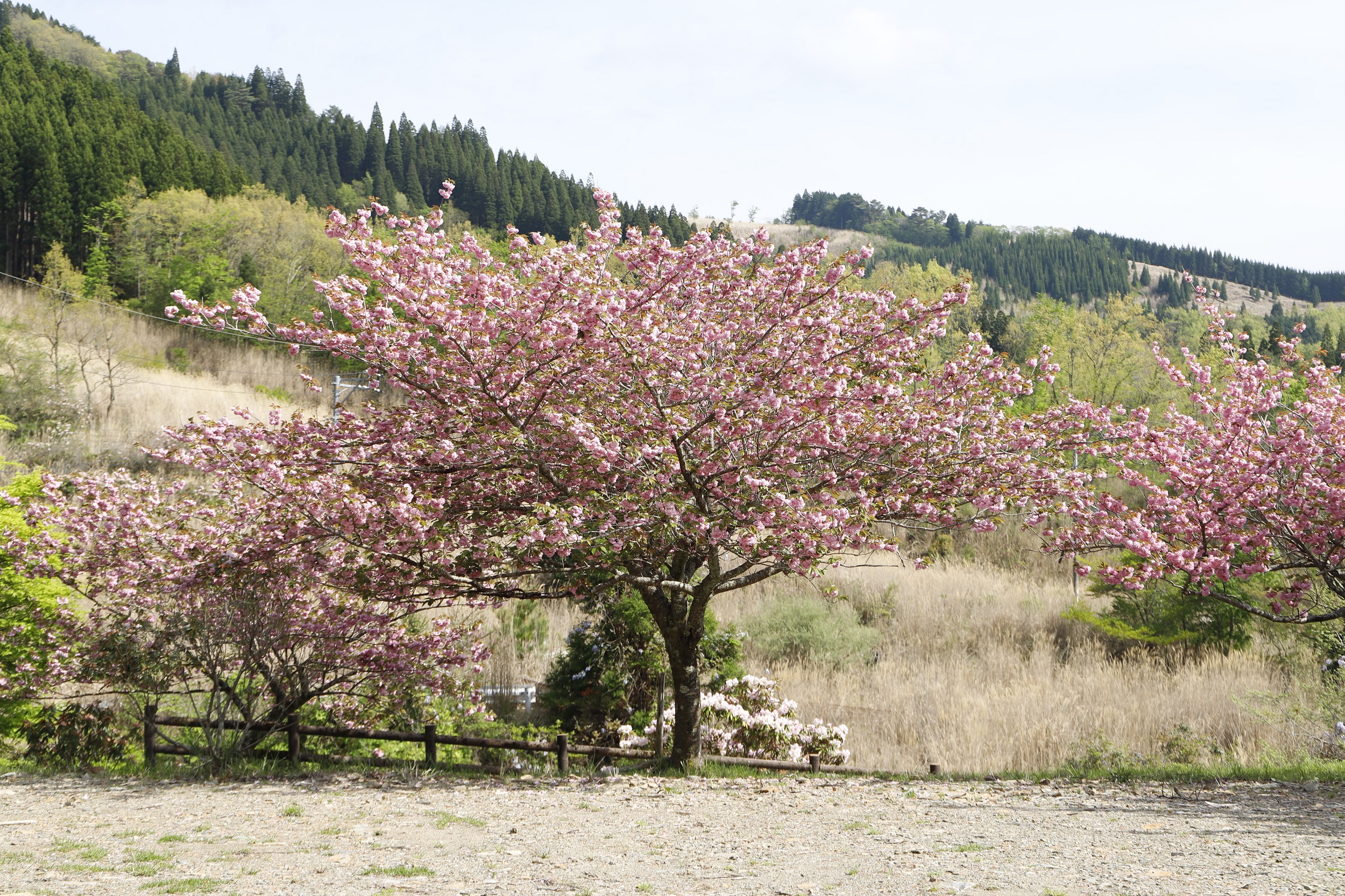 _MG_0004縮小