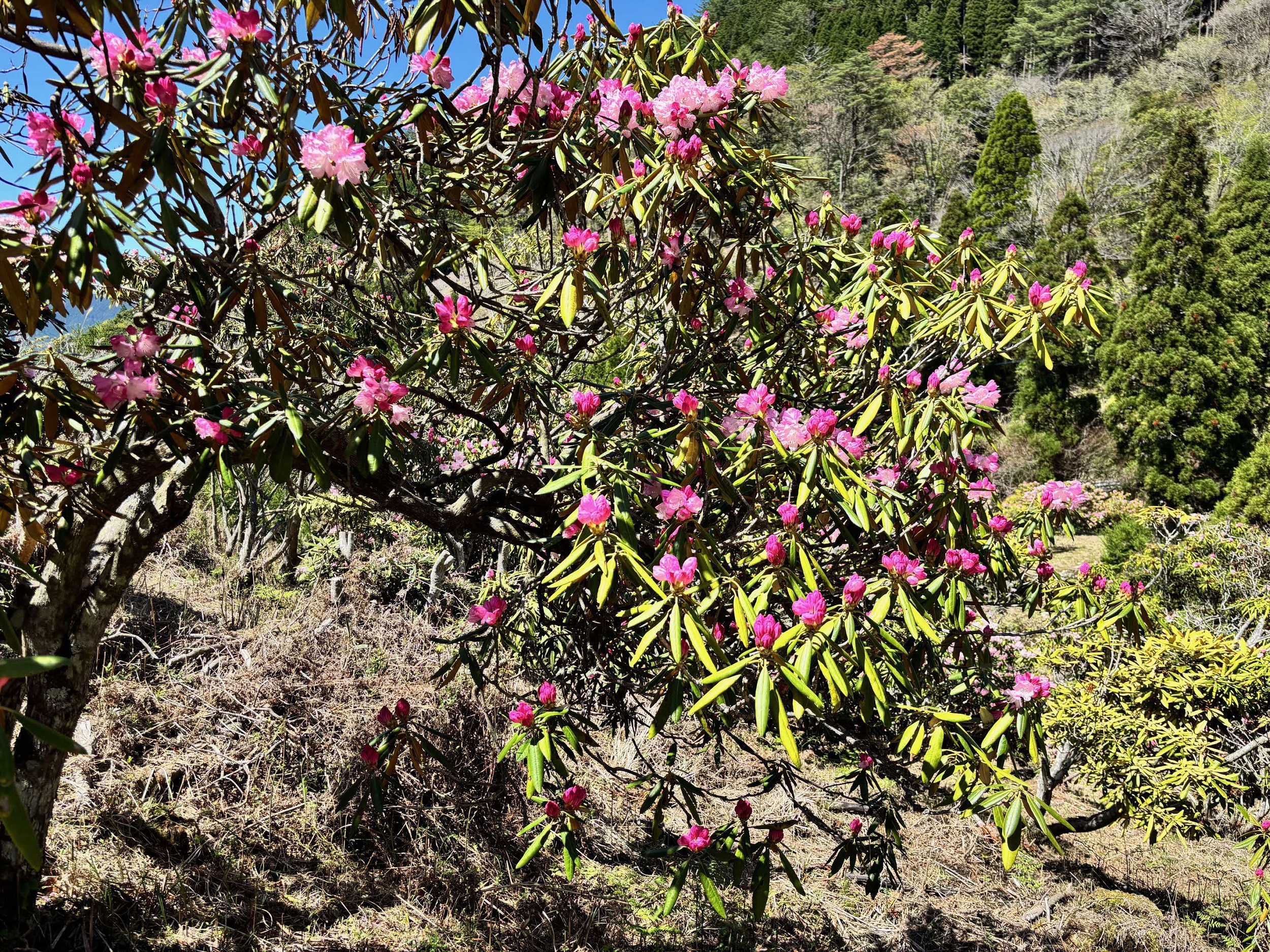 IMG_2174　縮小３