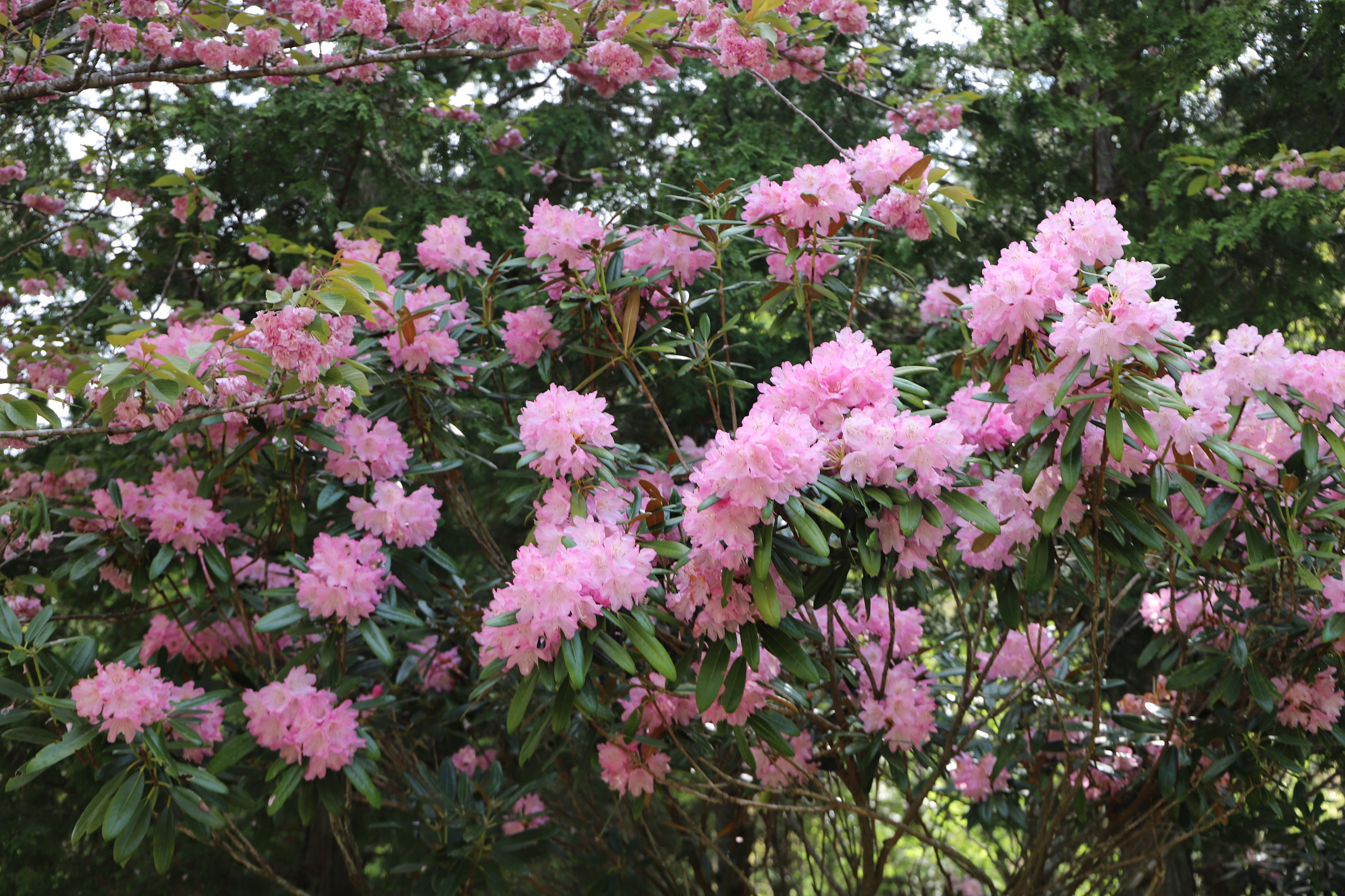 IMG_0003縮小