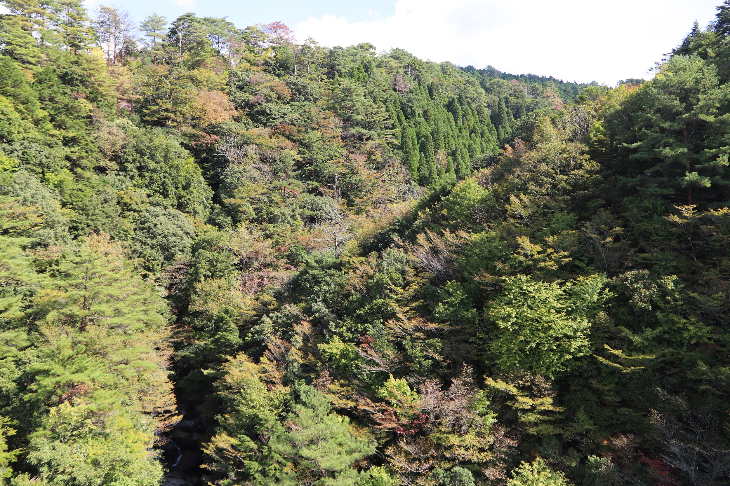IMG_2402縮小