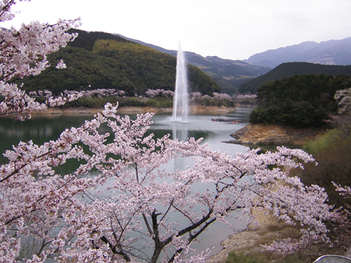 桜