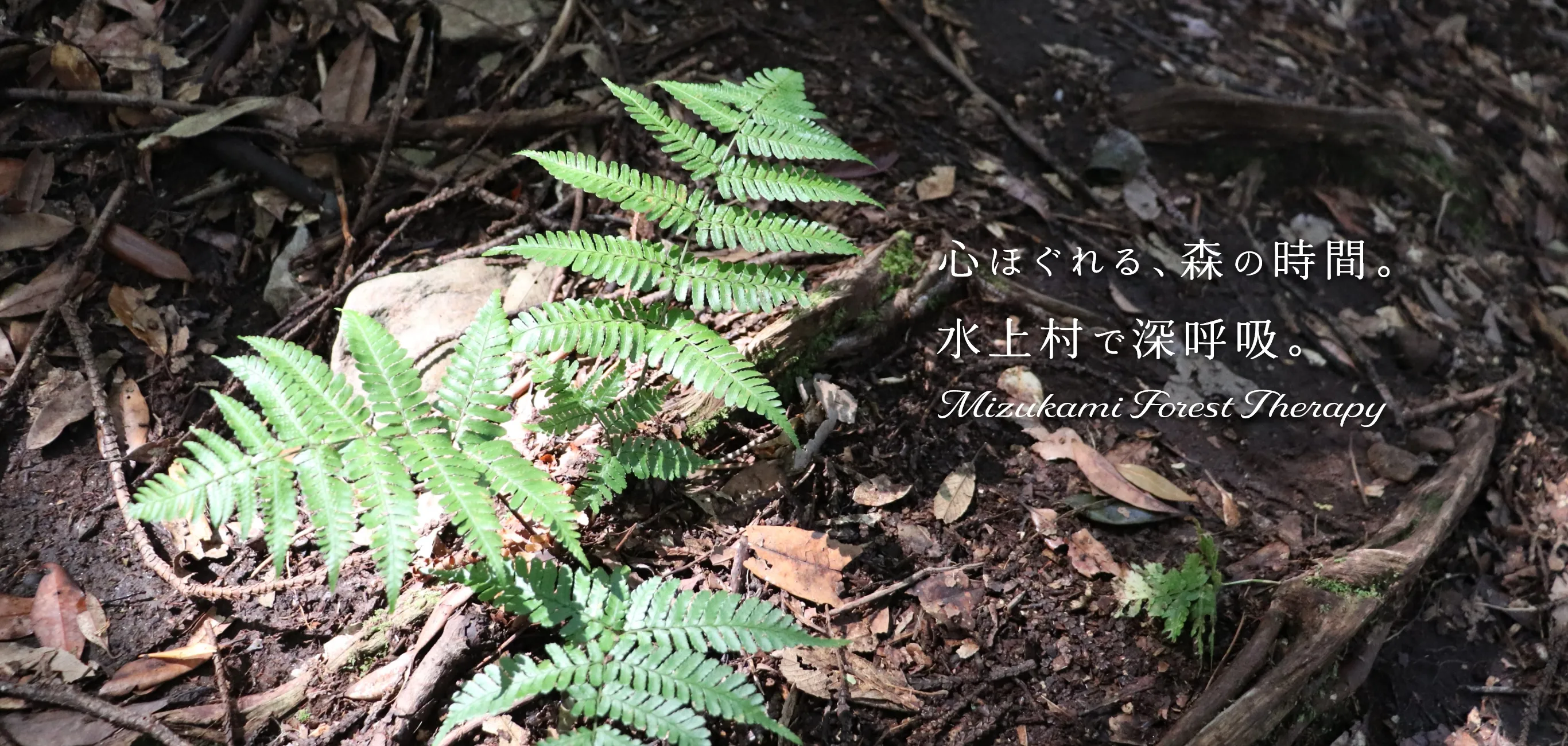 森林の葉