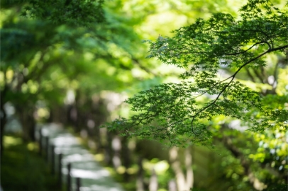 240424-kyoto-aomomiji-1024x682